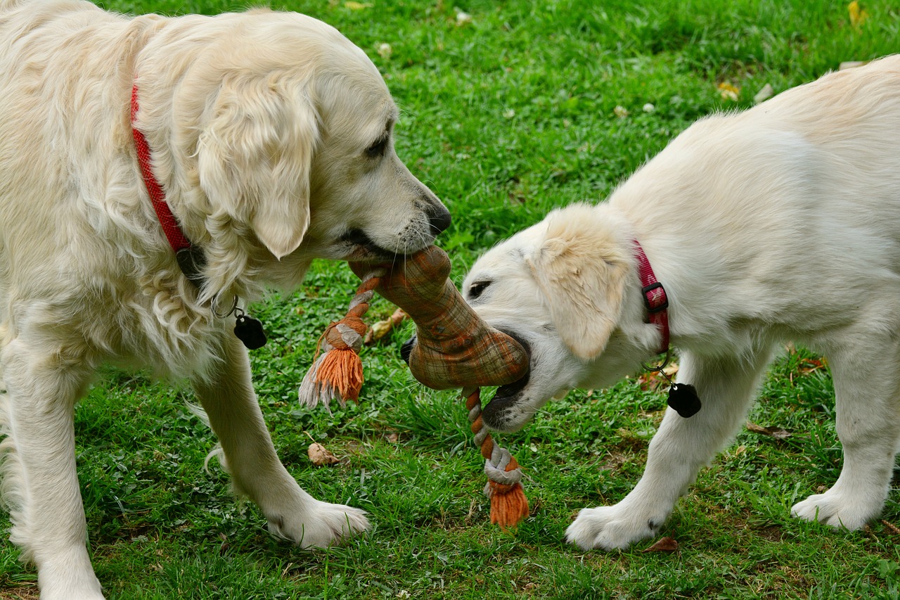 Dog Supplies